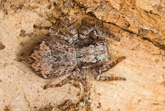 Servaea incana