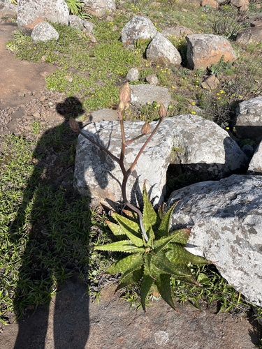 Aloe greatheadii (Aloe greatheadii)
