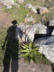 Aloe greatheadii, photograph author not stated, no rights reserved