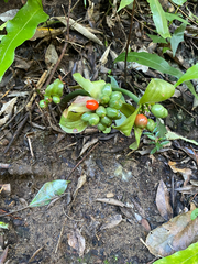 Scadoxus membranaceus, photograph (c) Sunčana Bradley, some rights reserved (CC BY)