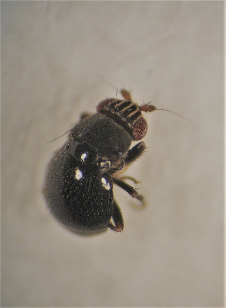Howickia omamari