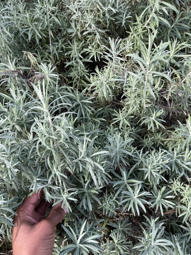 Helichrysum splendidum, photograph 3
