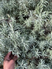 Helichrysum splendidum, photograph author not stated, no rights reserved