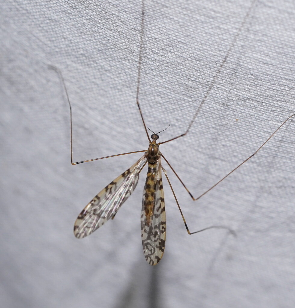 Discobola australis