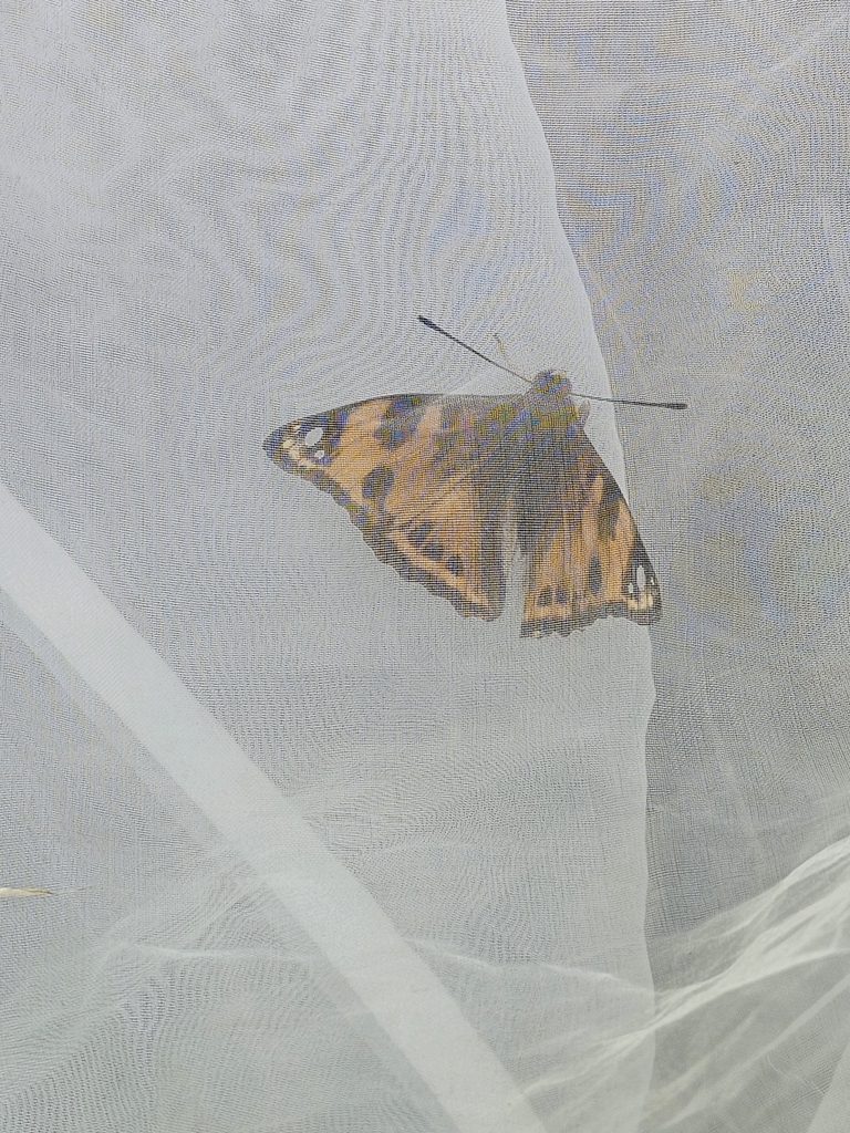 Window Emperor