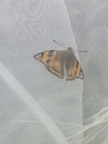 Window Emperor