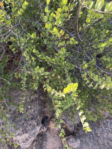 Glossy Raisin (Grewia vernicosa)