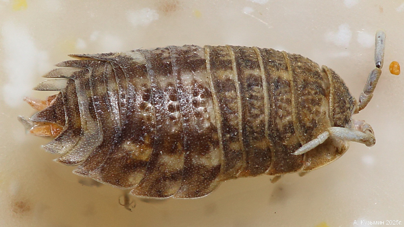 Мокрица Trachelipus rathkii
