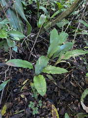 Scadoxus membranaceus, photograph (c) Sunčana Bradley, some rights reserved (CC BY)