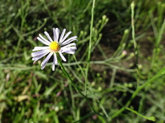 Symphyotrichum divaricatum