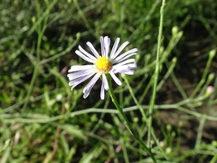 Symphyotrichum divaricatum