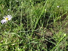 Symphyotrichum divaricatum