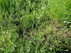 Symphyotrichum divaricatum