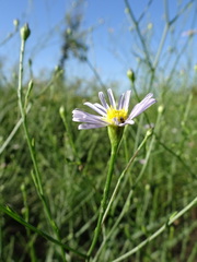 Symphyotrichum divaricatum