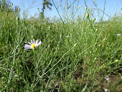 Symphyotrichum divaricatum
