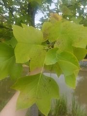 Liriodendron tulipifera