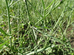 Symphyotrichum divaricatum