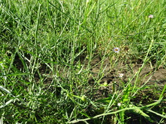 Symphyotrichum divaricatum