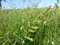 Echinochloa