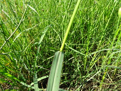 Echinochloa