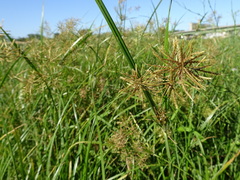 Cyperus setigerus