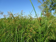 Cyperus setigerus