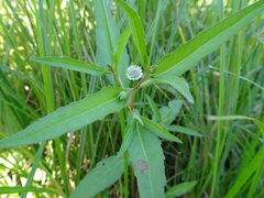Eclipta prostrata