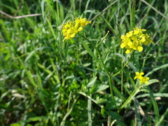 Brassiceae