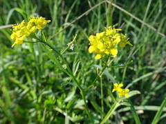 Brassiceae