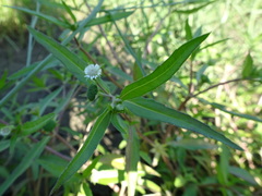 Eclipta prostrata