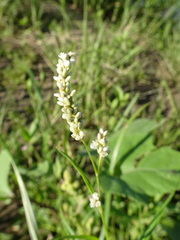Persicaria lapathifolia