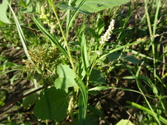 Persicaria lapathifolia