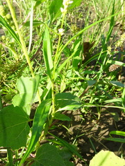 Persicaria lapathifolia