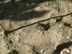 Gelastocoris oculatus