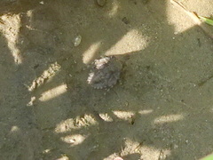 Gelastocoris oculatus