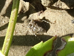 Gelastocoris oculatus