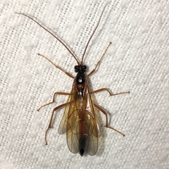 Opheltes glaucopterus barberi