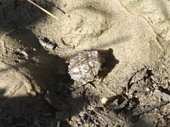 Gelastocoris oculatus