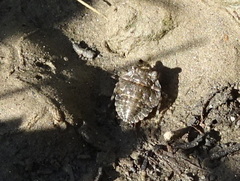 Gelastocoris oculatus