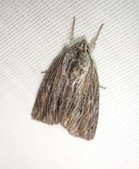 Acronicta lithospila