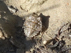 Gelastocoris oculatus