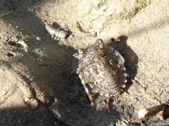 Gelastocoris oculatus