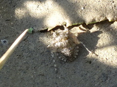 Gelastocoris oculatus