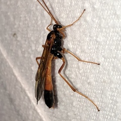 Opheltes glaucopterus barberi