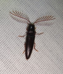 Dicrepidius palmatus