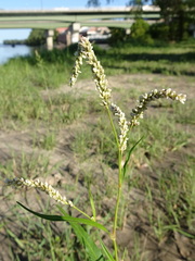 Persicaria lapathifolia