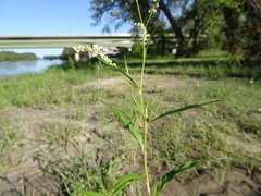 Persicaria lapathifolia