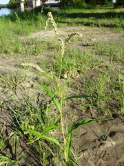 Persicaria lapathifolia