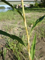 Persicaria lapathifolia