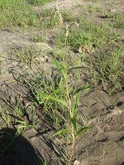 Persicaria lapathifolia